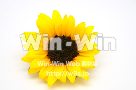 向日葵の写真素材 W-024262