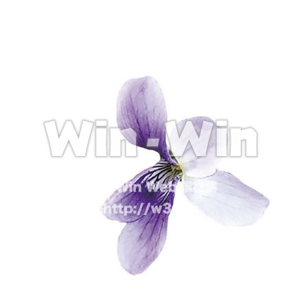 すみれ1の写真素材 W-025350