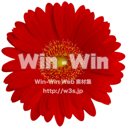 ガーベラ（3/7）の写真素材 W-024333