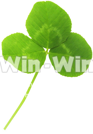 クローバー（9/10）の写真素材 W-024391