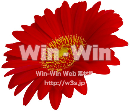 ガーベラ（5/7）の写真素材 W-024335