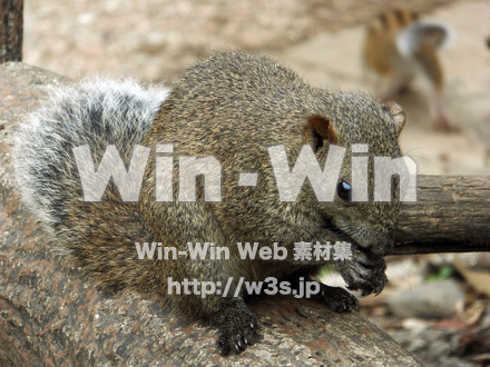 りすの写真素材 W-025288