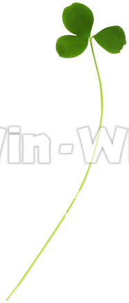 クローバー（3/10）の写真素材 W-024370