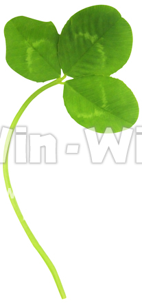 クローバー（6/10）の写真素材 W-024387