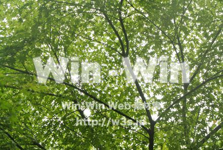 青もみじの木漏れ日の写真素材 W-024614