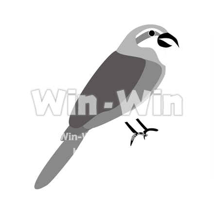 百舌鳥のシルエット素材 W-024898