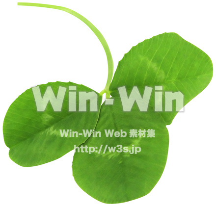 クローバー（8/10）の写真素材 W-024389