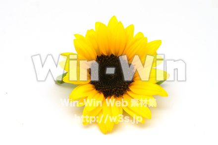 向日葵の写真素材 W-024264