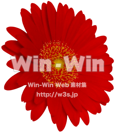 ガーベラ（1/7）の写真素材 W-024331