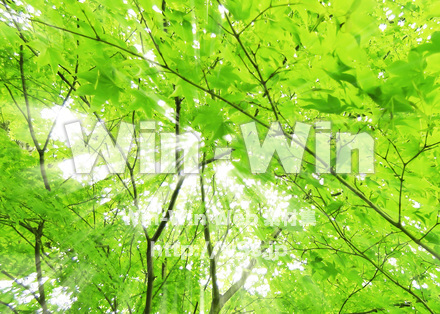 こもれび（もみじ）の写真素材 W-024558