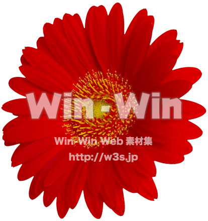 ガーベラ（2/7）の写真素材 W-024332