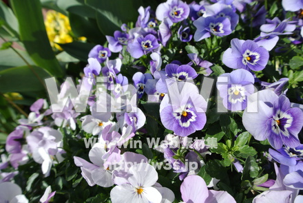 パンジーの写真素材 W-024833