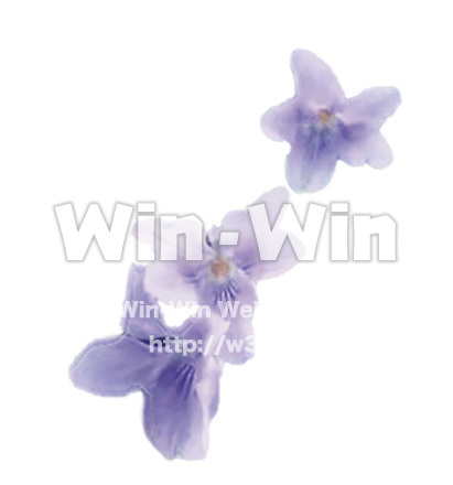 すみれ2の写真素材 W-025351