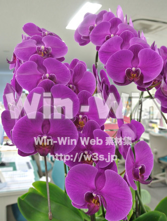 胡蝶蘭の写真素材 W-024912