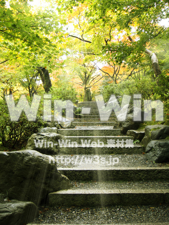 こもれび（初秋）の写真素材 W-024557