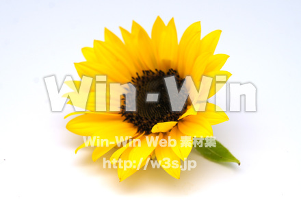 向日葵の写真素材 W-024268