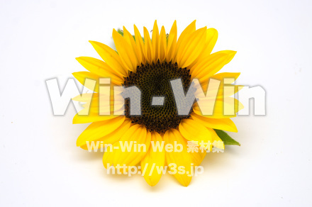 向日葵の写真素材 W-024261