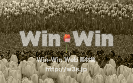 ひとつだけの花～Acoustic Version～の写真素材 W-024176