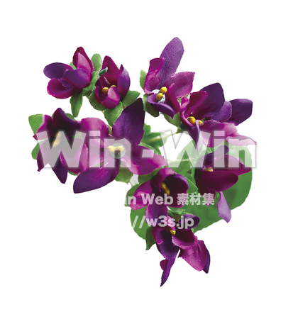 すみれ6の写真素材 W-025358