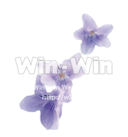 すみれ2の写真素材 W-025353