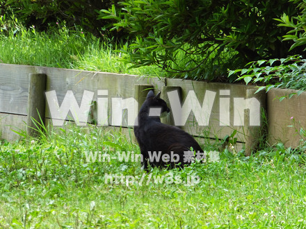 くろねこの写真素材 W-025290