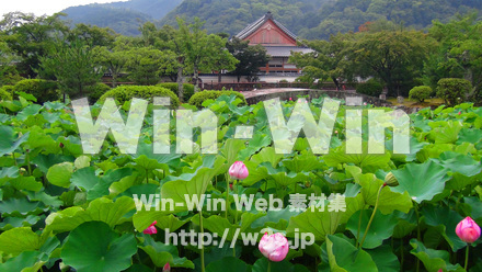 蓮の葉の写真素材 W-024132