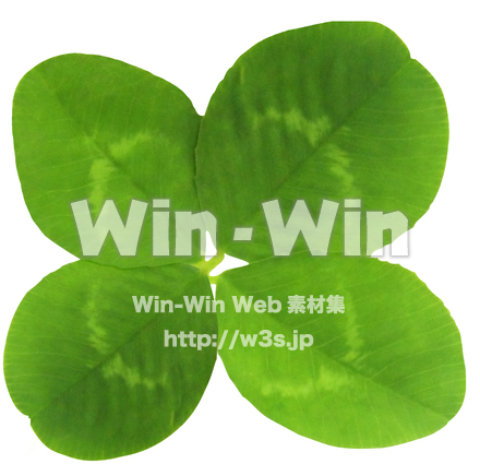 クローバー（10/10）の写真素材 W-024392