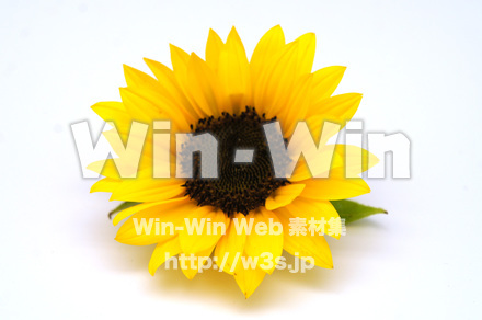 向日葵の写真素材 W-024267