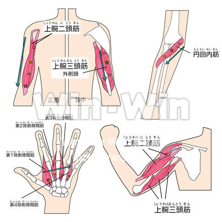 筋肉2のCG・イラスト素材 W-027255