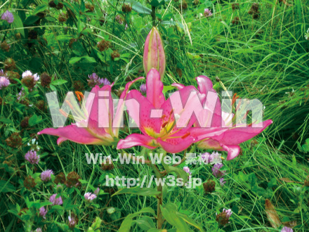 ヤマユリの写真素材 W-027985