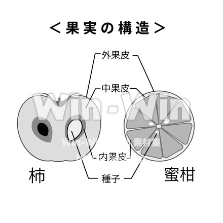 果実の構造のシルエット素材 W-027393