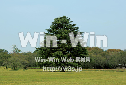 大きな木の写真素材 W-027987