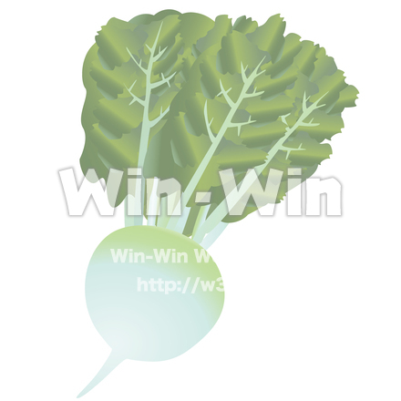 聖護院大根のCG・イラスト素材 W-026853