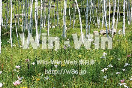 白樺の写真素材 W-027983