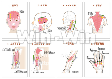 日常生活でよく使う16の筋肉-1のCG・イラスト素材 W-027086