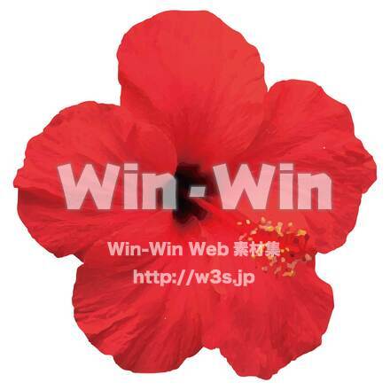 ハイビスカスのCG・イラスト素材 W-026031