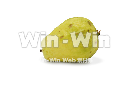 グアバの写真素材 W-027573