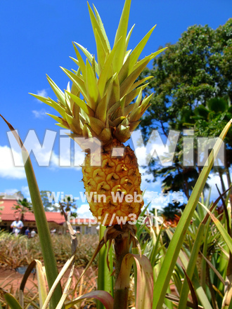 パイナップルの写真素材 W-027649