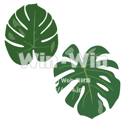 モンステラのCG・イラスト素材 W-026184
