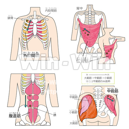 筋肉3のCG・イラスト素材 W-027256