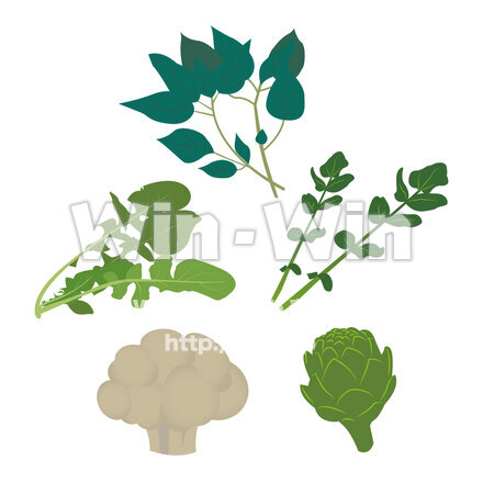 野菜（カリフラワー モロヘイヤ ルッコラ クレソン アーティチョーク）のCG・イラスト素材 W-026351