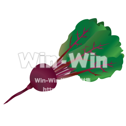 ビーツのCG・イラスト素材 W-026854