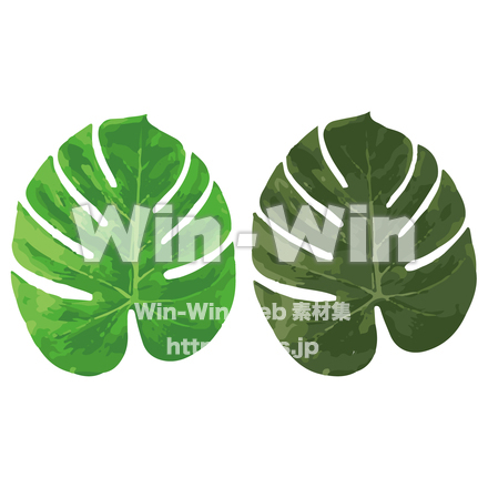 モンステラのCG・イラスト素材 W-026032