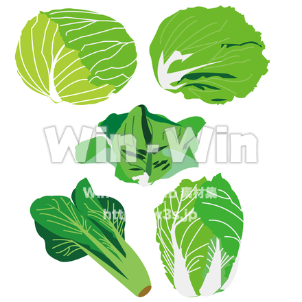 葉茎野菜5種のCG・イラスト素材 W-026592
