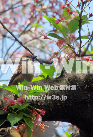 すずめの写真素材 W-026260