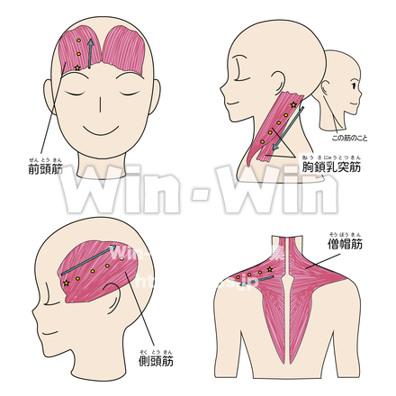 筋肉のCG・イラスト素材 W-027254
