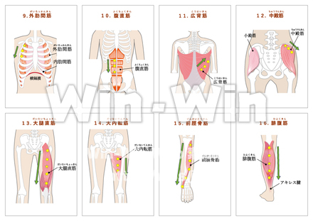 日常生活でよく使う１６の筋肉-2のCG・イラスト素材 W-027087
