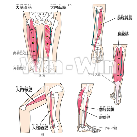 筋肉4のCG・イラスト素材 W-027257