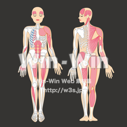 人体のCG・イラスト素材 W-027048