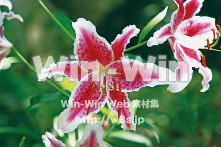 ヤマユリの写真素材 W-027982